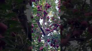 Ss2 Variety Apple On Seedling. Graft Year2021