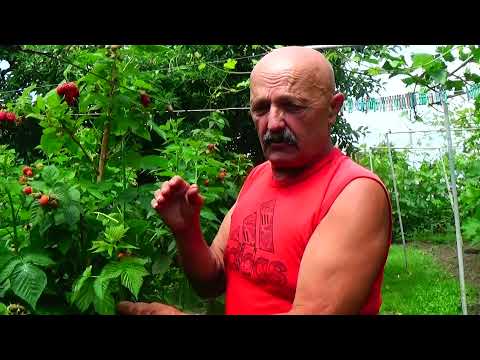 Ремонтантная малина: первый