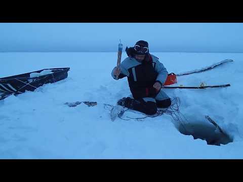 Рыбалка на перемёты.Налим на Енисее.
