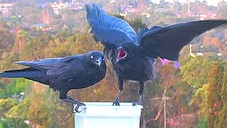 Raven Parent with Noisy Chick Feeding