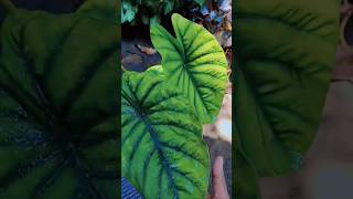 ഒന്നു അടുക്കി പെറുക്കാം 🪴#homegarden #plants #pots