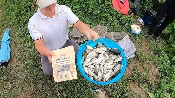 Câu cá diếc mùa thu - Điểm câu cá diếc tự nhiên cực nhiều cá