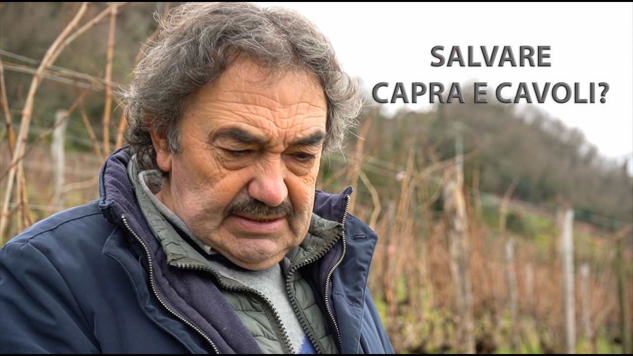 Brazzano Cormons vigneto Ronco  della Chiesa