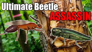 Creating a Hybrid to Eradicate Invasive Emerald Ash Borers