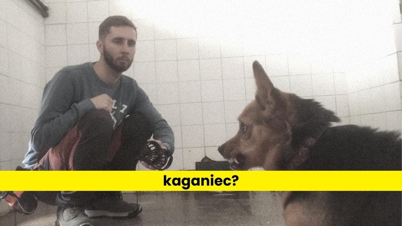 Jak nauczyć psa kagańca? (nienawidzi go)