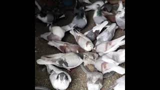 Huda Pigeon  Loft   Sherazi kabootar setup