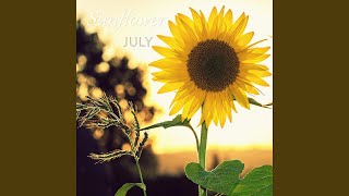 Sunflower - July