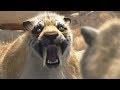 Smilodon VS thylacosmilus - ZAPPING SAUVAGE