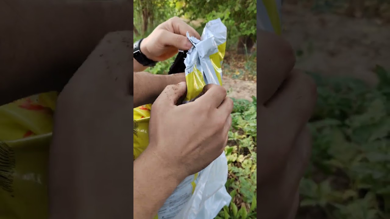 الترقيد الهوائي لشجرة الليمون القطيفي