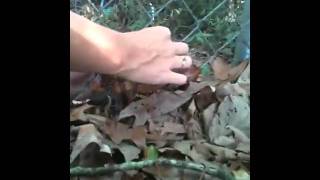 The Great Chipmunk Rescue