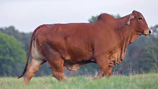 Famous In memory of MS CASARAY SHIRLEY 18/01 and MS CASARAY CRISTAL 101/00 Wealth