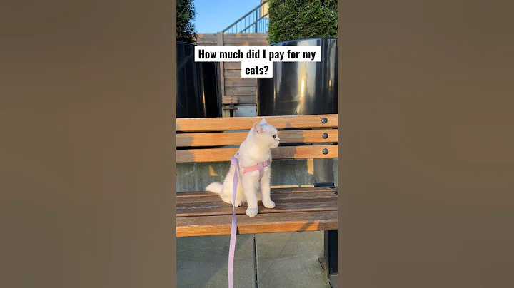 Video 2450491: mainecoon catlover ragdollcat, britishshorthair ragdollcat