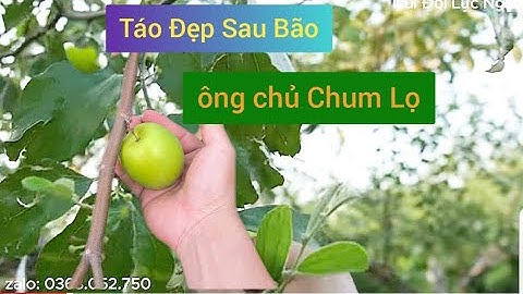 Vườn Táo Của Ông Chủ Chum Lọ Siêu Đẹp Sau Bão l Núi Đồi Lục Ngạn