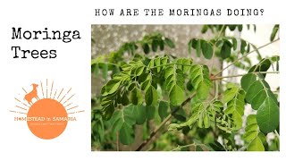 Did the Moringa trees grow too much