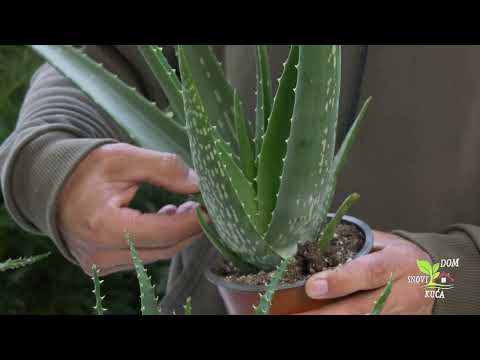 Video: Aloe Vs. Biljke agave: Koja je razlika između aloje i agave