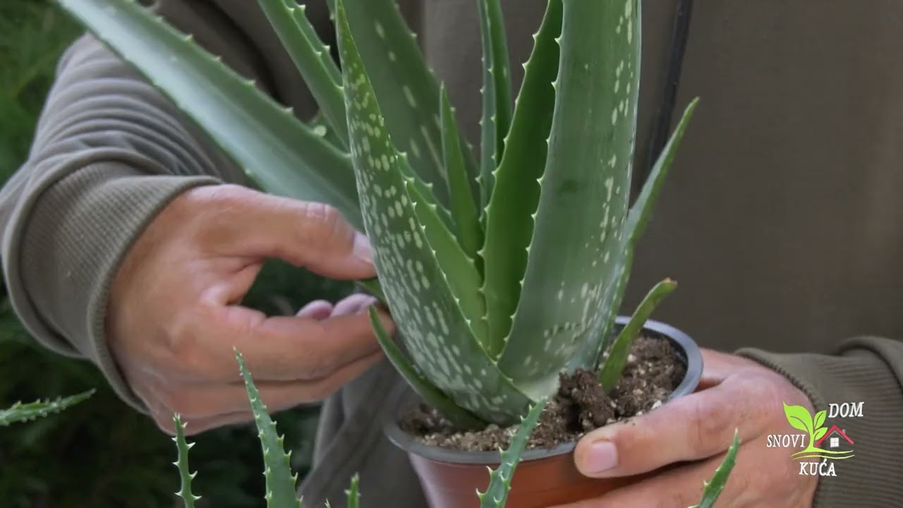 ALOE VERA - UDESNA BILJKA KOJU MORATE IMATI U SVOM DOMU!