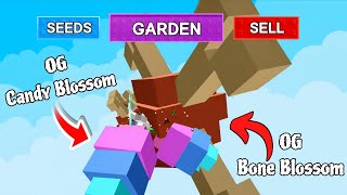 I Grew The Titanic Candy Blossom And Bone Blossom To Troll Players In GAG
