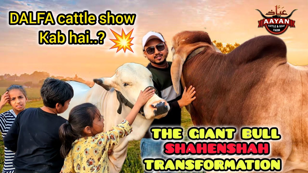 Two years transformation of SHAHENSHAH🫴 | DALFA CATTLE SHOW kab hai ? 