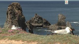 BELLE-ÎLE-EN-MER |  Les Goélands des Aiguilles de Port-Coton -  Belle-Ile Télévision TVBI