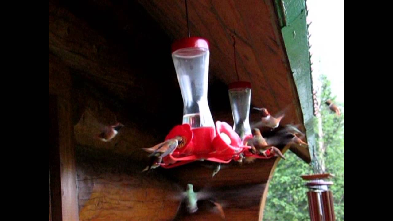 REZIPO Kolibri-Futterstation – Mit 4 Sitzstangen, Auslaufsicher & Leicht Zu Reinigen