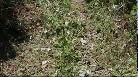 #YouTube| Kỳ lạ, Độc đáo tục ném trứng sống chọn chỗ yên nghỉ người dân tộc Thái Điện Biên