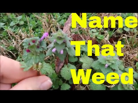 Weed Identification of Common Spring Weeds in the Lawn
