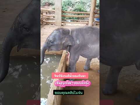 กันยาฝึกวิชาใช้งวงคะ #กันยา #ลูกช้างพลัดหลงภูวัว #ช้างน้อยน่ารัก #ช้างไทย #elephant