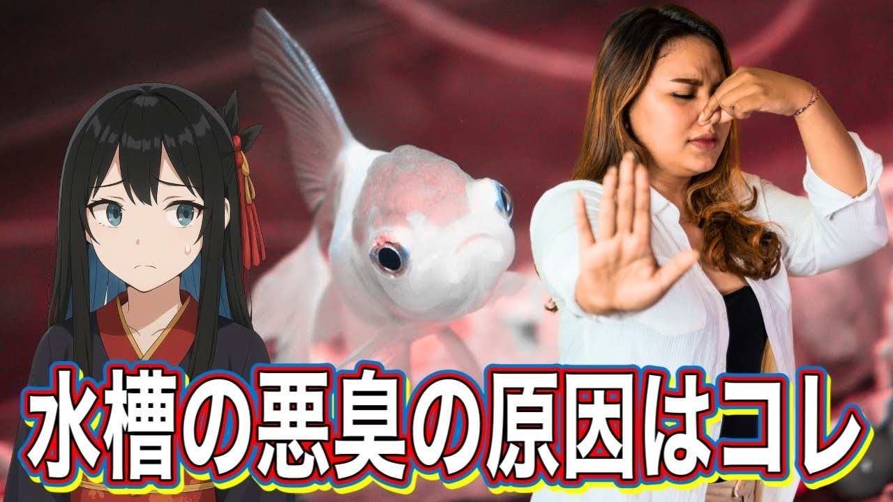 【金魚の飼い方】初心者必見！水槽から異臭・悪臭がする本当の理由