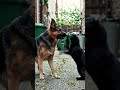 dog and cat #short #shorts #ytshorts #viralshort #viralshorts