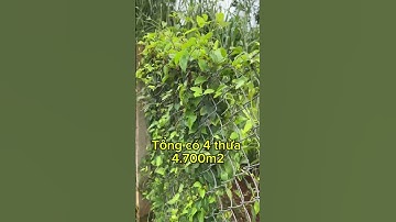 Bán đất 4.7 sào mặt tiền đường số 90, Long Phước – TP. Bà Rịa (BR-VT) Nay Phường Tam Long .TP.HCM