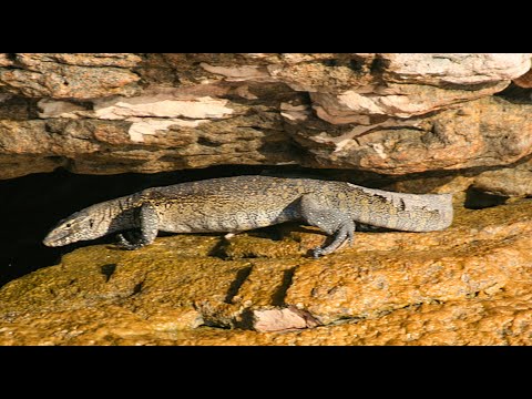 فيديو Lake Nasser PART II: A Wildlife Odyssey (2008) بحيرة ناصر الجزء الثاني: ملحمة الحياة البرية