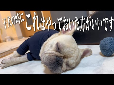 経験してわかった!子犬のころからしておいた方が良いことは間違いなく「これ」です