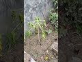 Has Rescue Papaya failed?
