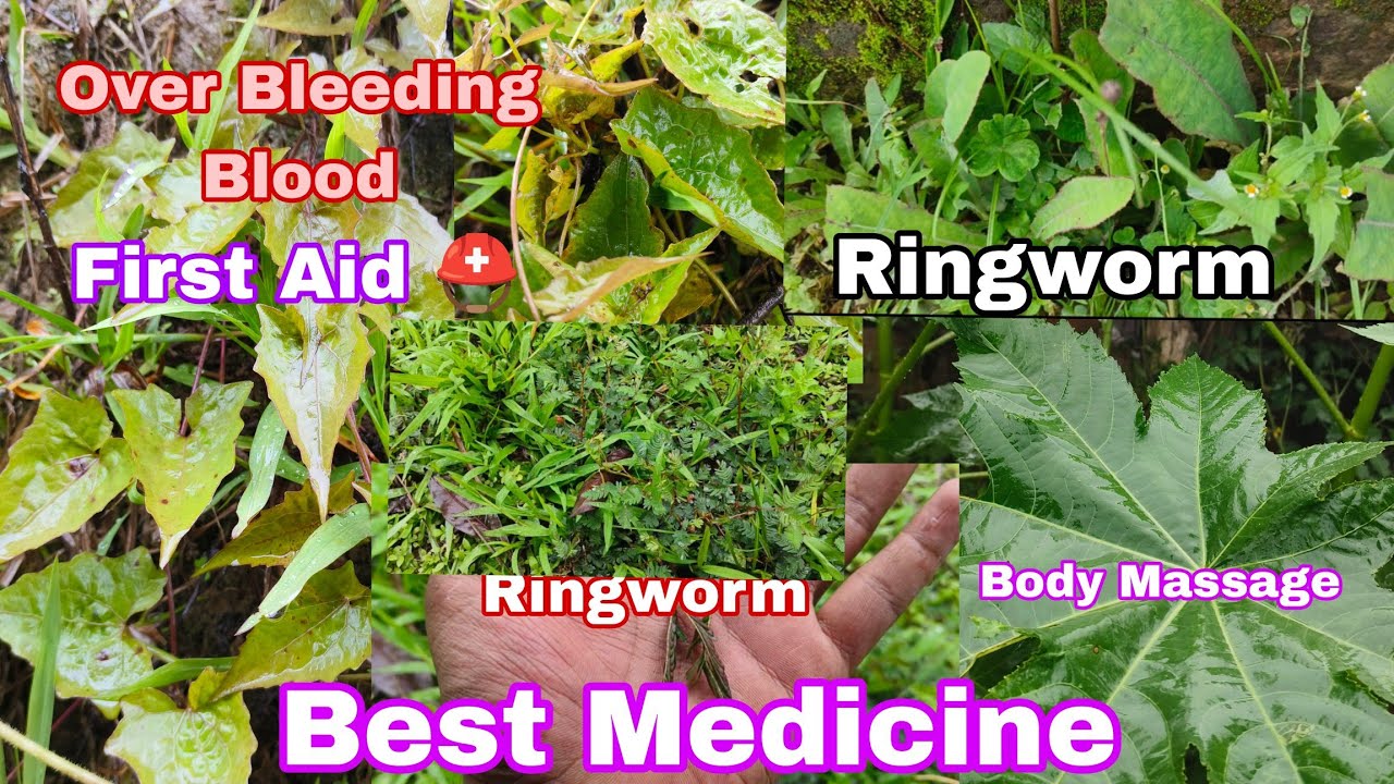 I found the best  medicinal plant in Nagaland/Plants That Heal Without Chemicals