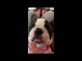 AMAZINGLY FUNNY Boston Terrier Dog Breed Compilation!