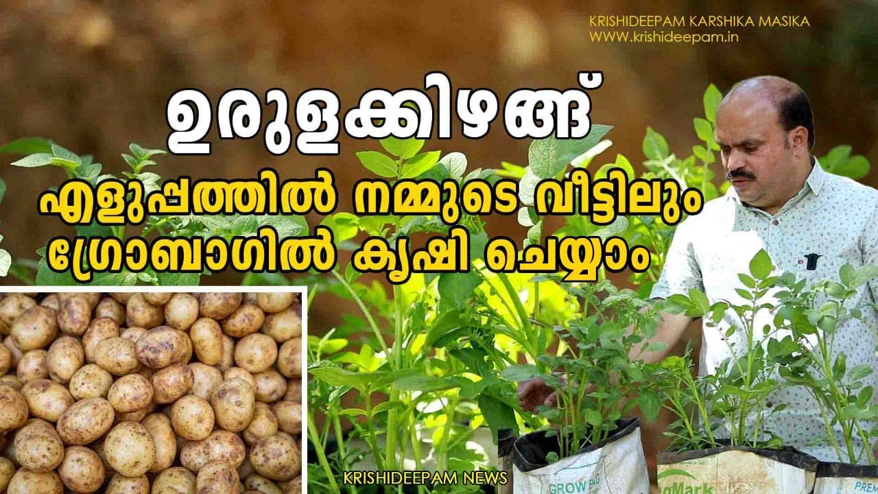 ഉരുളക്കിഴങ്ങ്  എളുപ്പത്തിൽ നമ്മുടെ വീട്ടിലും ഗ്രോ ബാഗിൽ കൃഷി ചെയ്യാം | How to grow potatoes at home