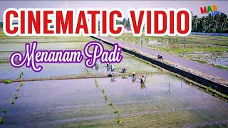 Cinematic Vidio. Menanam Padi. _Music Cover MERGAWE 2.