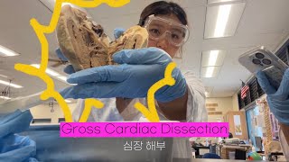 Dissecting sheep’s heart| 양 심장 해부| 하와이 학교