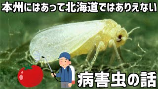 トマトの失敗した原因の考察と北海道ではありえない病害虫について。収穫作業をしながらトーク トマトの失敗した原因の考察と北海道ではありえない病害虫について。収穫作業をしながらトーク
