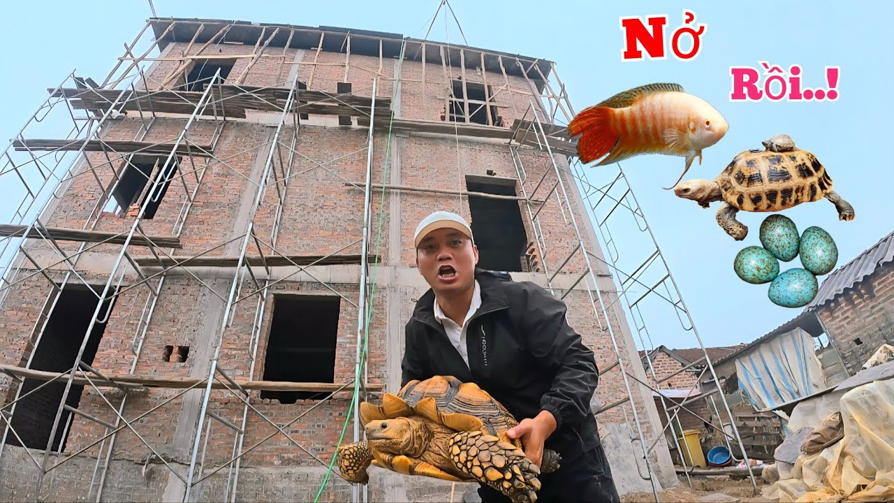 Rùa Xông Nhà Mới Và Ổ Cá Cờ Bạch Nở Hàng Trăm Con Rồi Kìa...