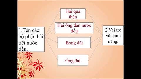 Lớp 3 Tuần 5  TNXH Bài 10 Hoạt động bài tiết nước tiểu
