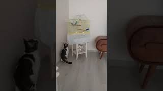 Kedi Ve Kuş Aynı Evde Olurmukedi Kuşu Tv İzler Gibi İzliyorbirbirlerine Alıştılar