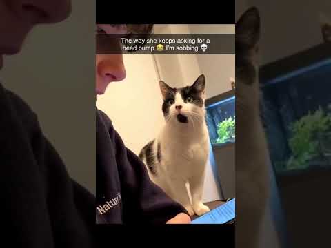 Cat has zero