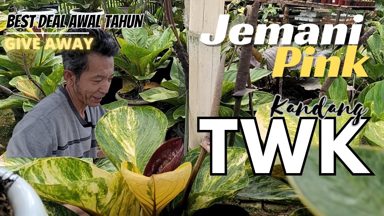 Jemani Pink Kandang TWK | Promo awal tahun by Dhe Man