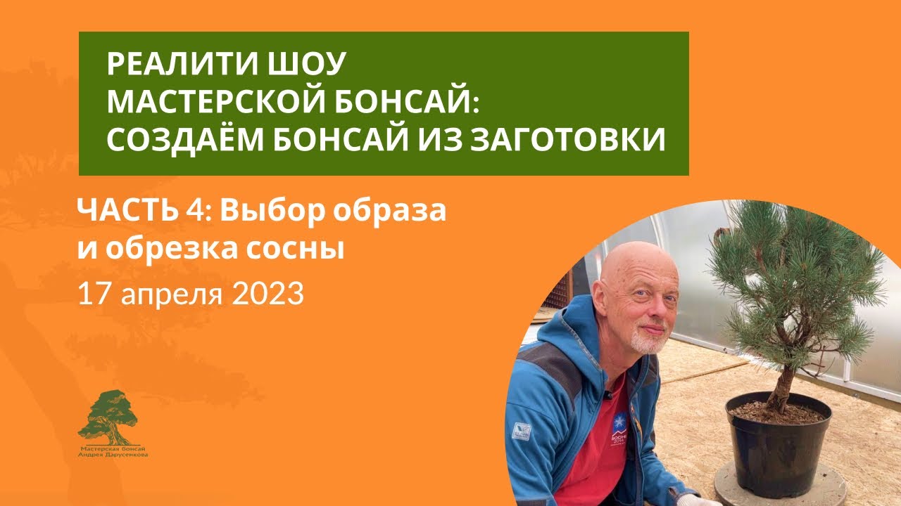 Выбор образа и обрезка сосны