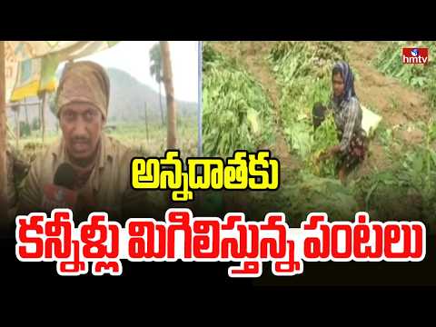 అన్నదాతకు కన్నీళ్లు మిగిలిస్తున్న పంటలు | Mahabubabad Farmers | hmtv - HMTVNEWS