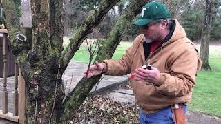 basic pruning cuts PART #2
