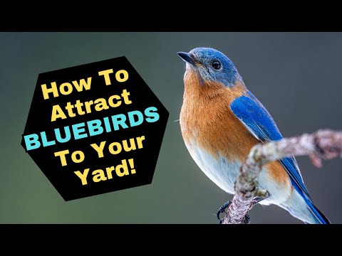 How To Attract Bluebirds