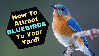 How To Attract Bluebirds