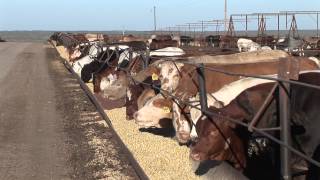 Ron Gill - Market Cow Management - More bruising in cull cows than in fed cattle